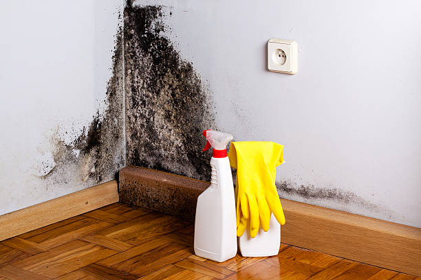 Best Crawl Space Mold Removal  in Fruit Hill, OH