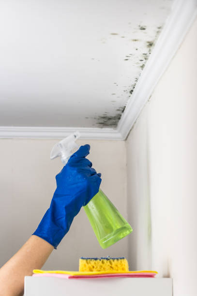 Mold Testing and Removal in Fruit Hill, OH